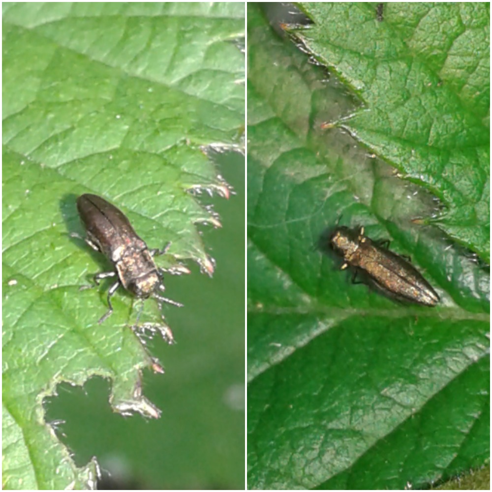Agrilus sp. (Buprestidae)?  S